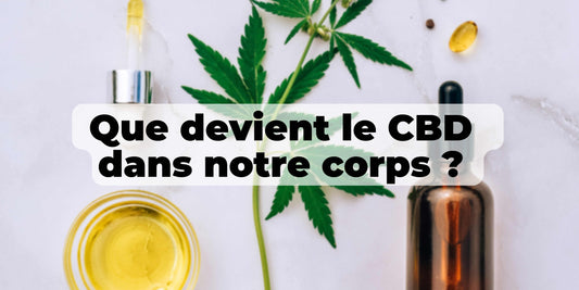 Que devient le CBD dans notre corps ?